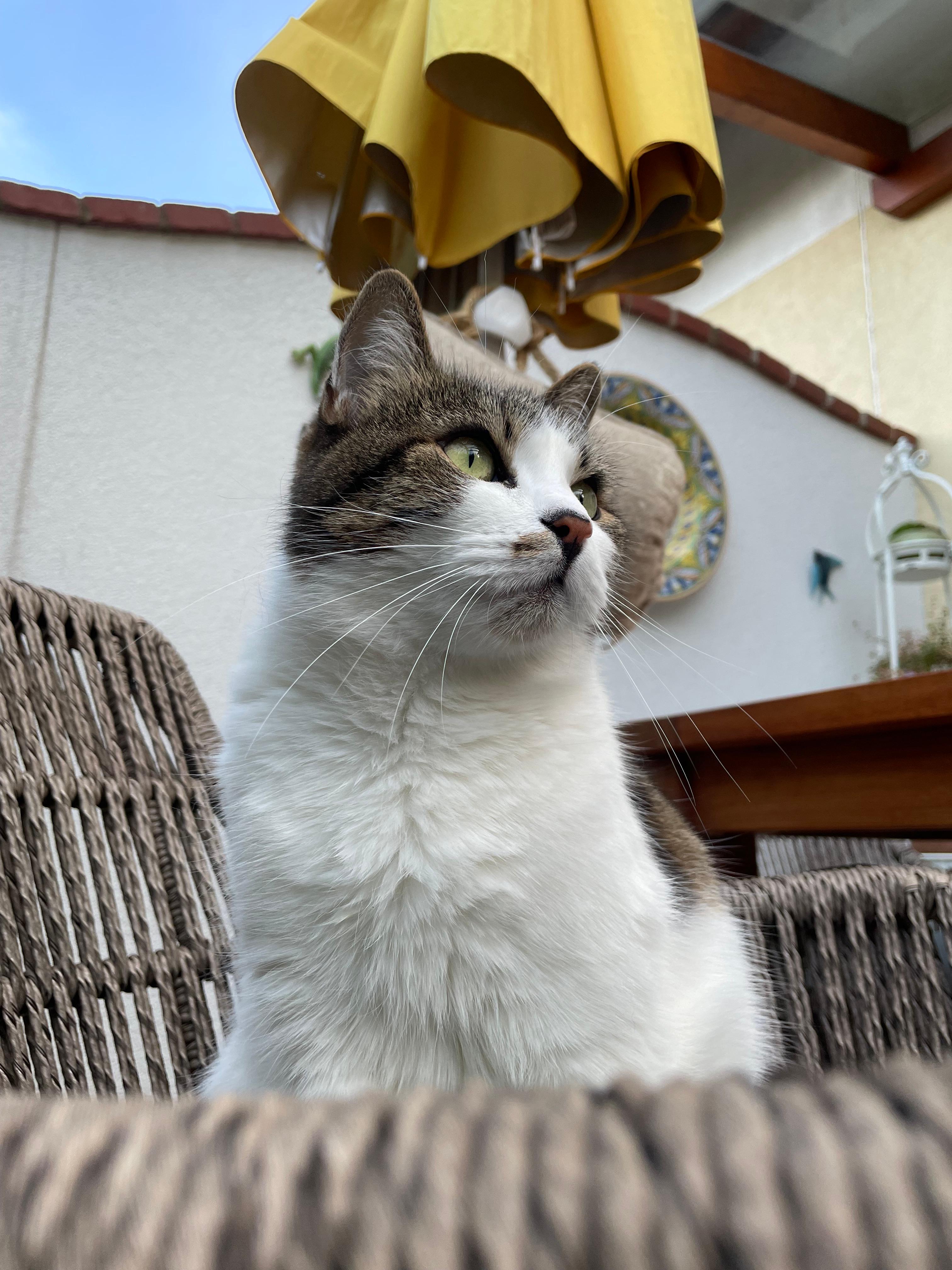 Maya