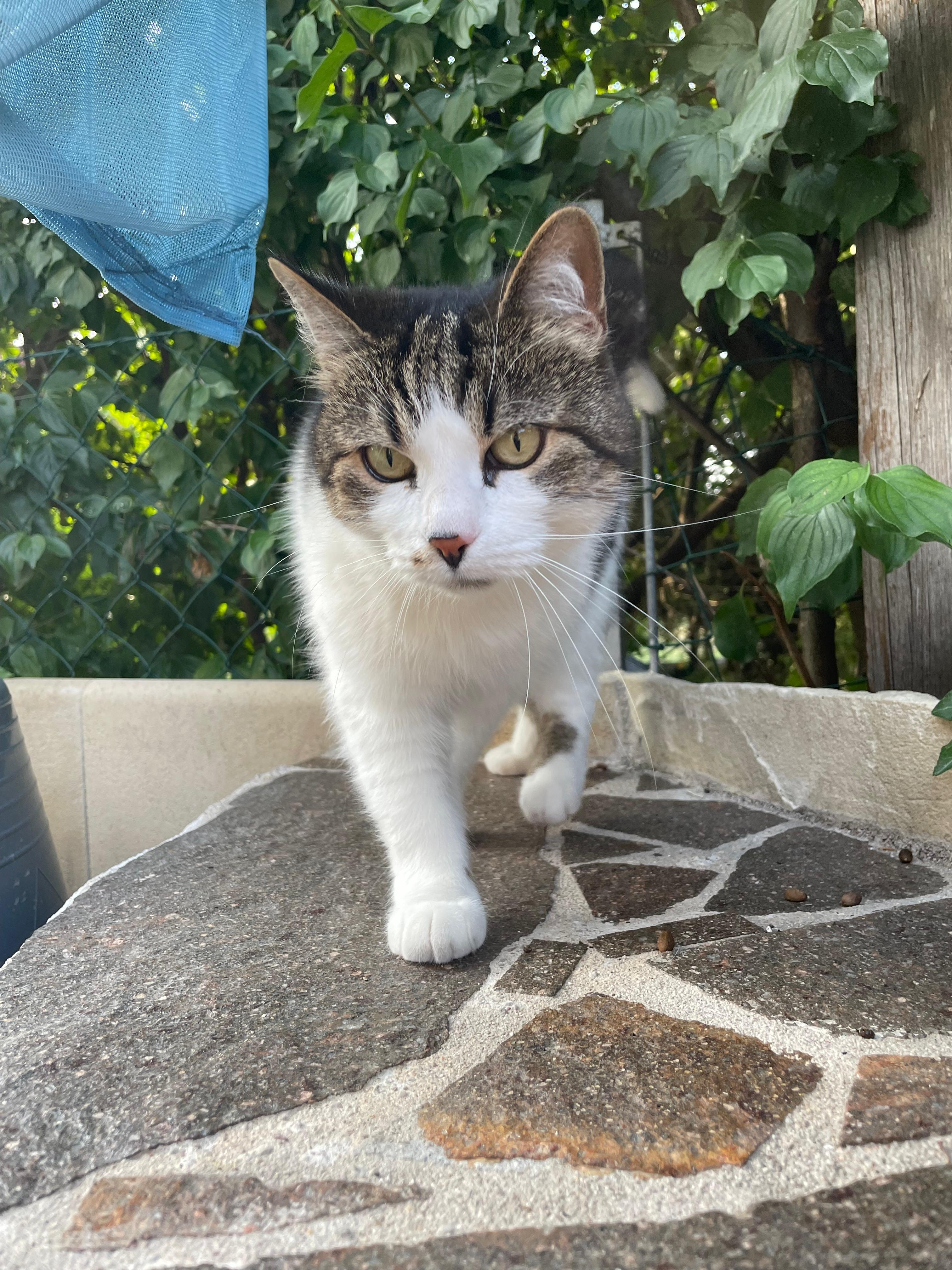Maya